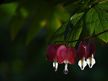 蜜桃app｜解锁生活秘境，蜜桃APP带你畅游数字世界-2