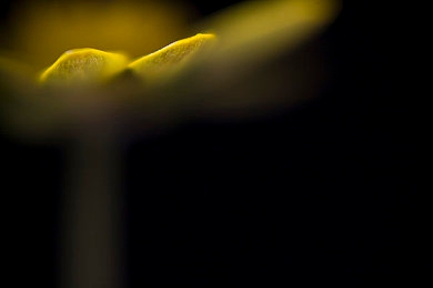 国精产品秘 久久片｜千年秘方传奇，久久健康守护之旅-3