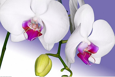 适合女孩子的家规要打pg暑假|梦幻家园:打造女孩子的魔法暑假,学习生活技能,共享欢乐时光-1