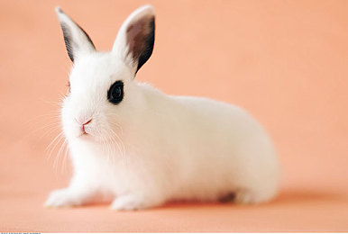 哥布林的洞窟|新疆哥布林洞窟考古新发现:揭开古代丝绸之路神秘面纱-4