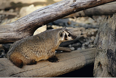 揉我胸 啊 嗯~出水游戏|揉胸互动,视听盛宴,减压社交,出水奇缘-1