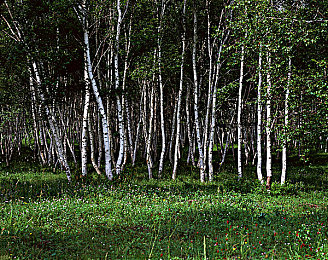 体育生被强制捆绑取精GV｜解绑校园，守护青春——体育生权益守护战-2