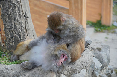 第一宅男AV导航入口|穿梭虚拟秘境:揭秘“第一宅男AV导航”的奇幻之旅-3