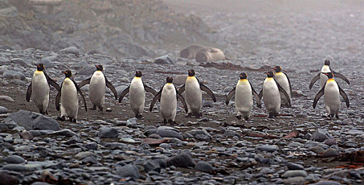 彩虹 Gay.Cam｜彩虹 Gay.Cam直播平台崛起：引领LGBTQ+社区潮流，传递正能量-3