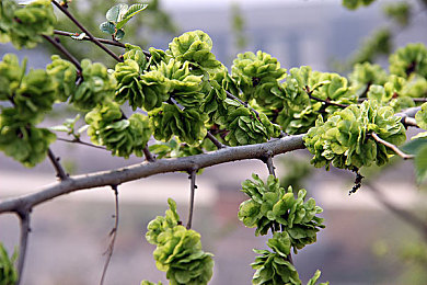 动态啪啪图｜网络风波：动态啪啪图风波，文明守护者挑战-4