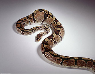 免费色情软件｜网络色情软件盛行引发隐私安全危机-2