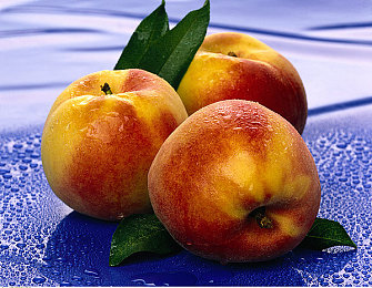 菊花直播｜菊花绽放，直播传承：文化新潮下的菊韵风尚-3