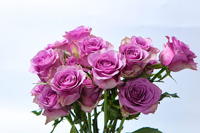 欧美男男暴菊无套｜欧美“无套风波”引安全警钟，同性恋群体性健康意识待提升-5