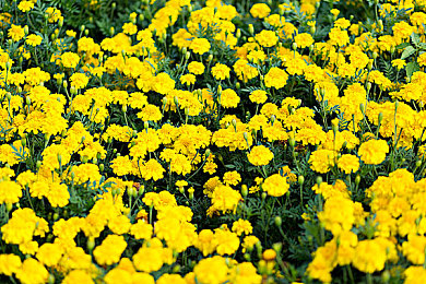 花季传媒黄3.0.3黄｜青年时代的社交媒介变革与安全新思考-3