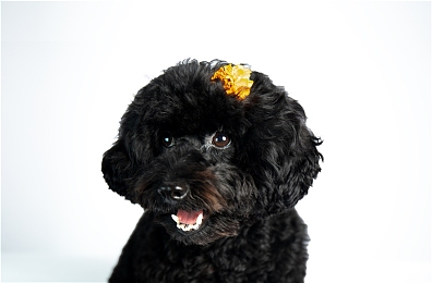 禁黄软件｜政府重拳出击，全面清理禁黄软件，净化网络环境，护航未成年人健康成长-4