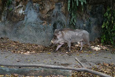 啪啪动态图片｜揭秘“啪啪动态图片”：社交新宠，趣味无限，体验数字时代新表达-3