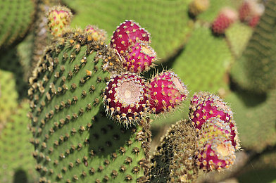 红桃17c视频永久免费入口｜揭秘视觉狂欢：红桃17c，免费畅享影视盛宴-4