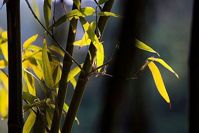 黄a视频|网络暗流涌动:揭秘“黄a视频”传播真相与危害-2