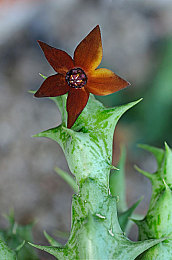 天天干人人｜繁华背后：某城市“天天干人人”现象揭秘，影响与反思交织-3