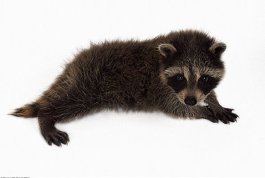 绿巨人网｜漫威巨兽奇境，绿巨人勇闯奇幻冒险之旅-1