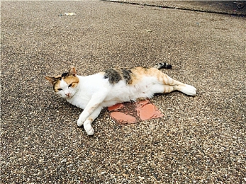 歪歪漫画官网免费入口页面｜歪歪漫画官网免费入口页面全新上线，用户体验升级引发行业关注-3