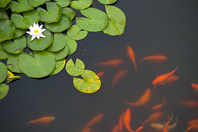 国产麻豆剧传媒精品国产AV|成人剧崛起:探索国产影视新纪元-3