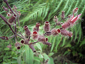 17c吃瓜爆料黑料视频｜“网络漩涡中的隐私边界：揭秘“17c吃瓜”事件引发的深思”-2