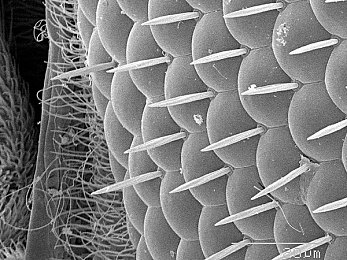 五指探洞的正确手法｜洞穴探险家：五指探秘之旅-1