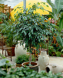 修修漫画免费漫画入口页面在线阅读|漫画盛宴,修修世界,悦读无界-3