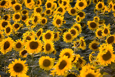 51吃瓜网｜社交媒体与社会责任的交汇与反思-2