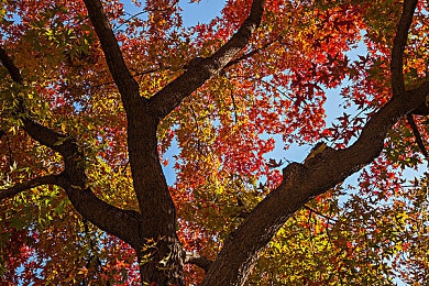 九九热6｜揭开九九重阳节“九九热6”神秘面纱：探寻千年文化传承之谜-3