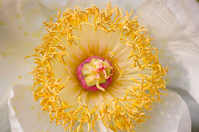 成人版火影｜成人版火影游戏横空出世，火影迷开启全新忍者冒险之旅-3