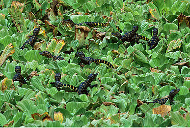 白丝校 脱白丝让｜轻松脱束缚，时尚社交新篇章-3