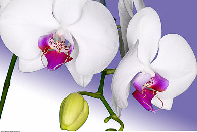 糖心传媒｜糖心传媒揭秘：创新技术驱动甜蜜传播，助力品牌价值飞跃-3