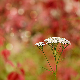 妖精视频.www入口|探秘奇幻乐园,“妖精视频”开启快乐观影之旅-3