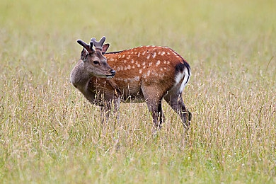 少另类尿眼peehloe｜探索个性魅力，玩转“少另类尿眼peehloe”世界-3