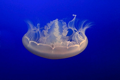 浣肠屈辱の浣肠羞辱｜“餐厅强迫浣肠事件：公共道德缺失下的人性羞辱，引发社会热议”-3