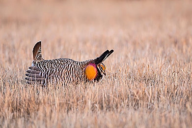 草莓视频官网｜草莓官网焕新登场，短视频体验全面升级-1