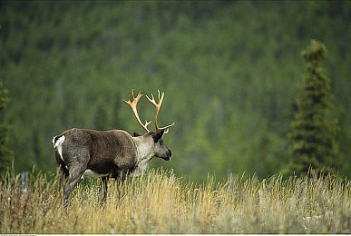 免费版JDIV|免费数字影像处理软件JDIV上线,便捷服务助力行业发展新篇章-4