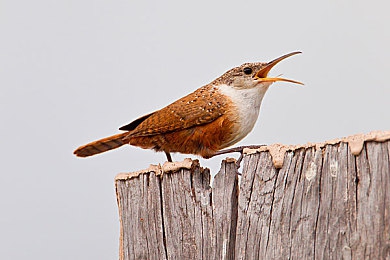 老板一边开会一边摸秘书｜职场风云：老板摸秘，和谐职场守护战-2