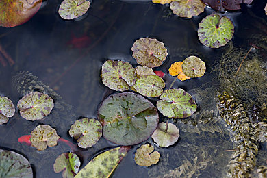 www,黄色｜网络安全护航青少年成长之旅-4