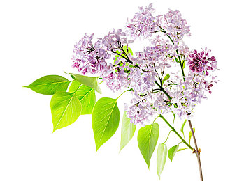 东北猛男20cm大粗鳮|东北猛男风采:豪情壮志,健康传承之旅-1