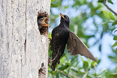 中国农村树林性BBw｜守护绿色家园：探寻中国农村树林秘境-2