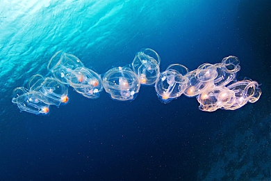 黄色软件下载3.0.3免费破解大全|热议“黄色软件下载3.0.3”破解:版权争议与用户体验冲突-4