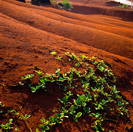 侧所里的花子vs强力屈魔师中文版特色｜神秘花子与策略魔师，中文版来袭，游戏市场再掀热潮-5