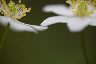 三上悠亚52部单体封面|三上悠亚全新作品发布引发成人产业热议-2