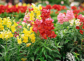 姬小满拿枪奖励自己核心提示|逆境英雄:姬小满枪声下的坚韧与担当-4