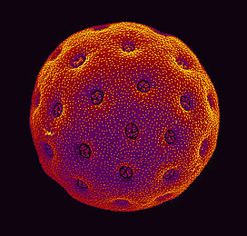 冲哥黑料｜娱乐圈揭秘：冲哥“黑料”迷雾重重，真相究竟几何？-1