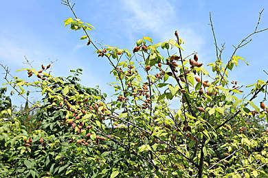 久草app｜数字时代挑战中的创新应用平衡之道-2