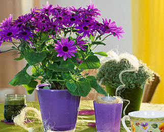 兽人18+手游｜兽人世界探险传奇：激情燃烧的奇幻冒险之旅