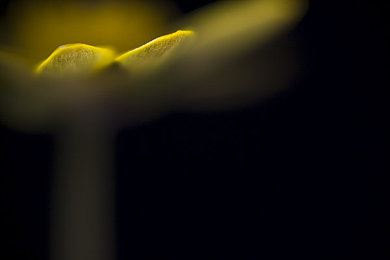 skixix kino免费看｜影视盛宴来袭，Skixix Kino免费观影引热议-3