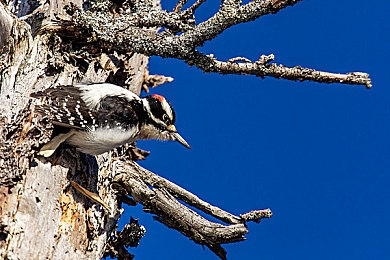 鲍鱼蝴蝶馒头还有其他的吗｜鲍鱼蝴蝶馒头走红餐桌，探索美食新体验，美味造型双重诱惑-3