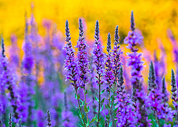 动漫美女 爆乳 3D扶她|动漫审美风云:爆乳扶她现象引发的思辨之旅-2