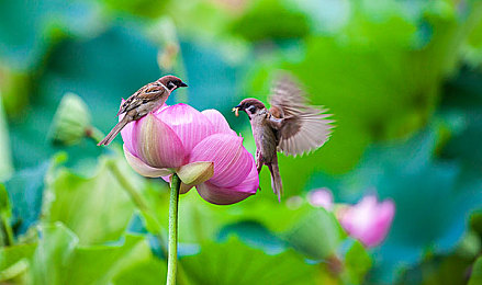 成品人直播APP推荐｜直播盛宴，探秘成品人世界-3