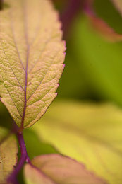 二人世界拔萝卜全程记录｜田园共度，情谊拔升-5